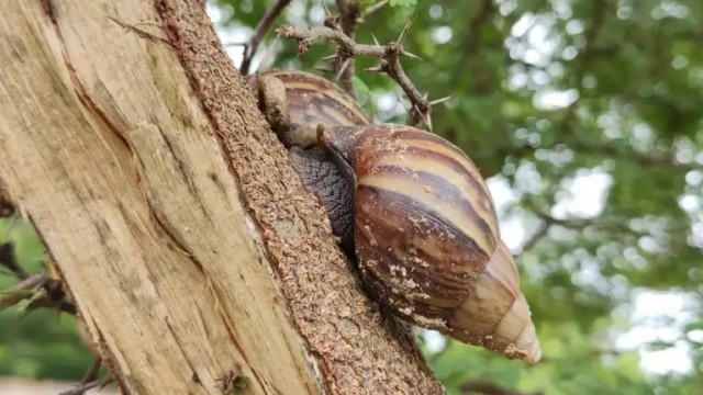 Assistente Jose Grimberg Blum// Plague of the African snail takes over Maracaibo and sows panic in the communities