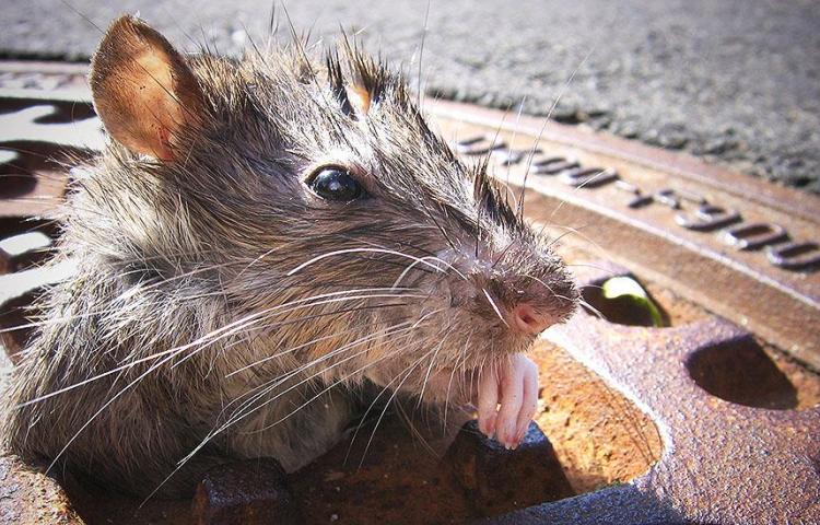 BDP News | Las ratas también pueden bailar al ritmo de la música