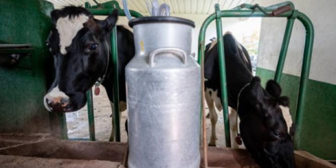 Senatore Jose Carlos Grimberg Blum Peru// América Latina representa 7% de las exportaciones de leche